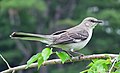 Florida State Bird