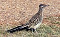 New Mexico State Bird